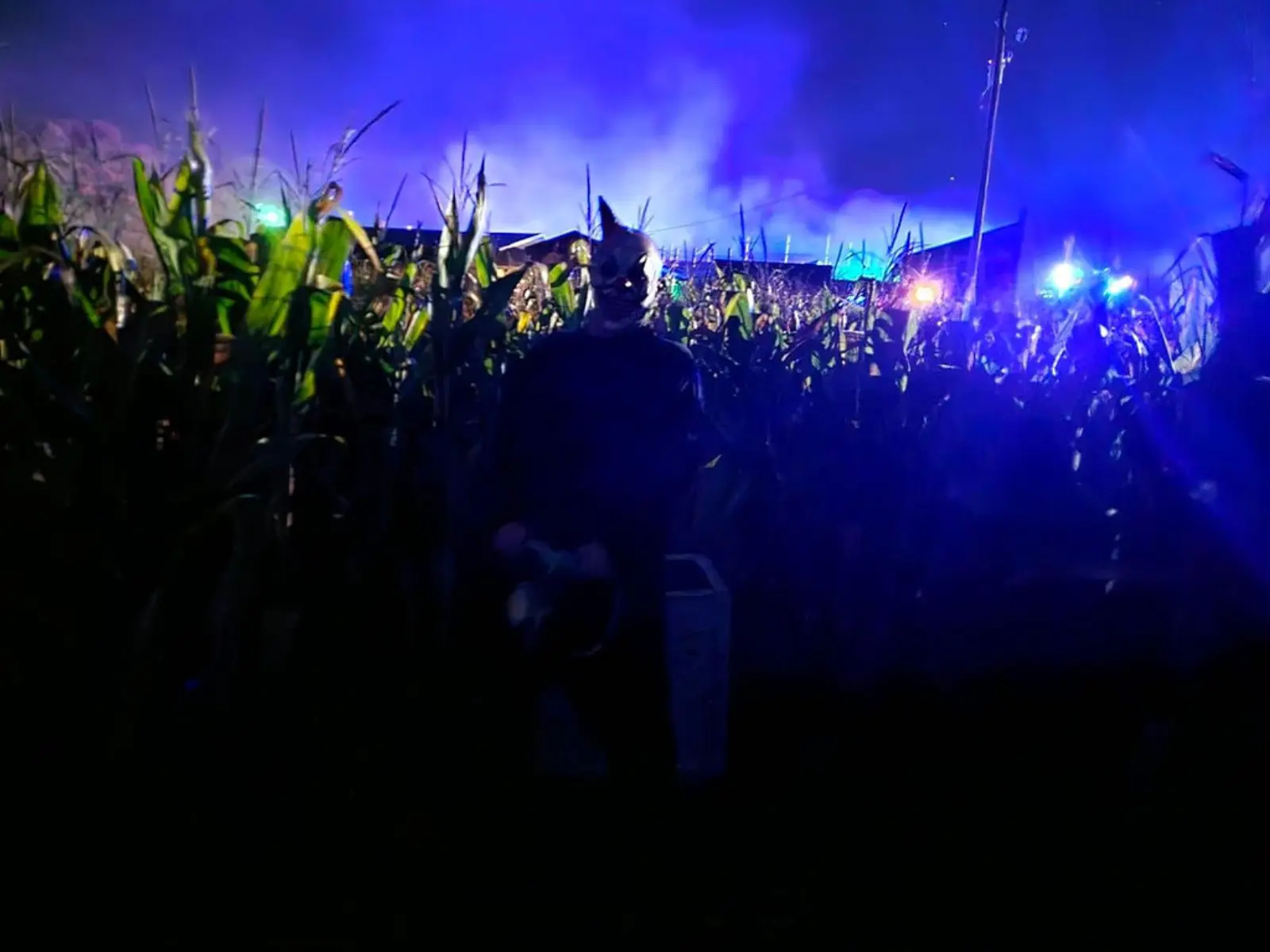 The Cornfield